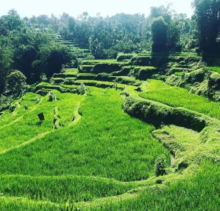 Tetebatu Sama Sama Bungalows Buitenkant foto